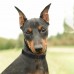 Нашийник для собак дрібних порід Bronzedog Surf Пластикова Пряжка Водовідштовхувальний із Захисним Полімерним Покриттям Чорний  XS(44/6131/Т) 