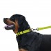 Нашийник для Собак BronzeDog Active Нейлоновий зі Світловідбиттям та Пластиковою Пряжкою Салатовий  S(50/1305/Т) 