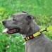 Нашийник для Собак BronzeDog Active Нейлоновий зі Світловідбиттям та Пластиковою Пряжкою Салатовий  S(50/1305/Т) 