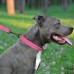 Нашийник для Собак BronzeDog Active Нейлоновий зі Світловідбиттям та Пластиковою Пряжкою Рожевий  M(51/1306/Т) 
