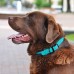 Нашийник для Собак Круглий Шкіряний BronzeDog Premium з Металевою Фурнітурою Блакитний  L(00352/Т) 